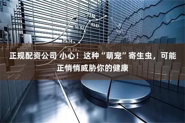 正规配资公司 小心！这种“萌宠”寄生虫，可能正悄悄威胁你的健康