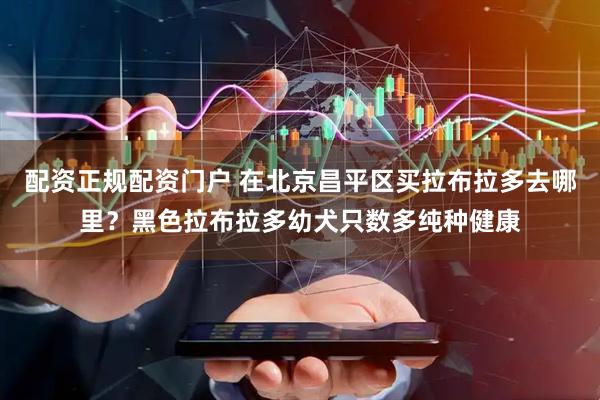配资正规配资门户 在北京昌平区买拉布拉多去哪里？黑色拉布拉多幼犬只数多纯种健康